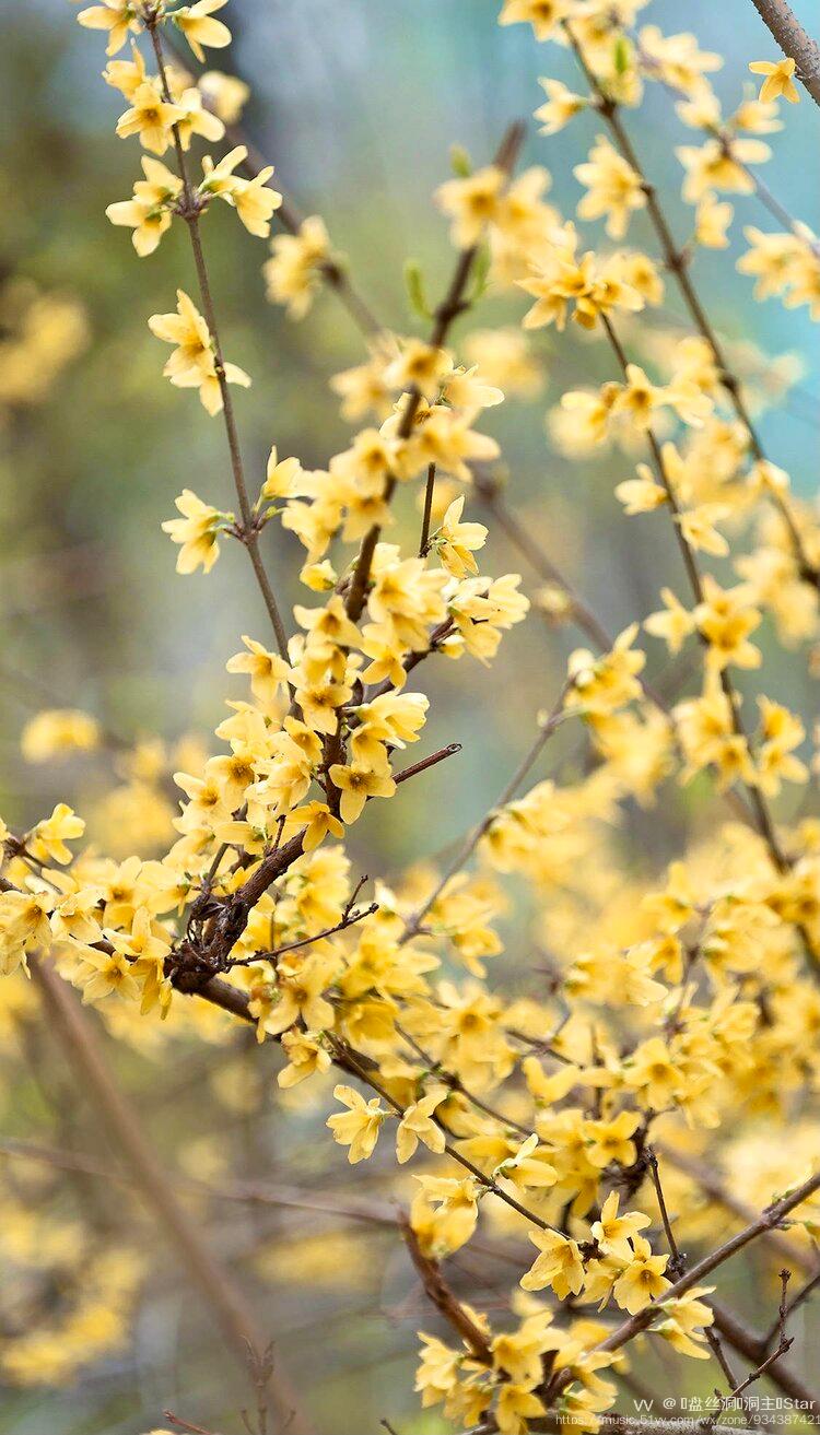 连翘是韩国首都首尔市的市花,它的花语是预料.音乐:繁花/star文