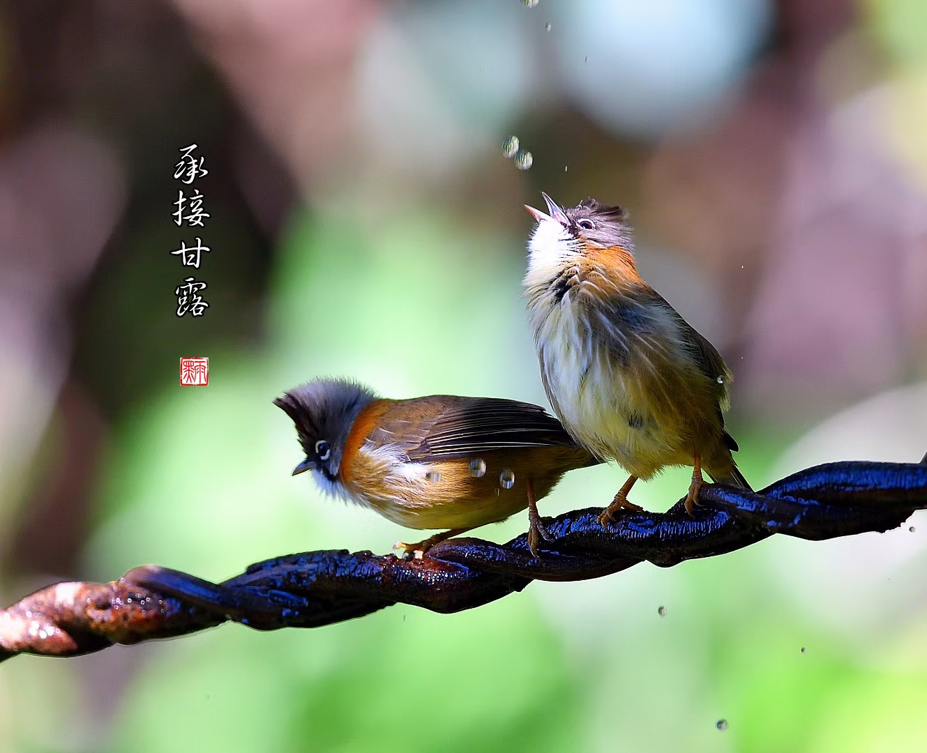 鸟儿对花说漂亮图片图片