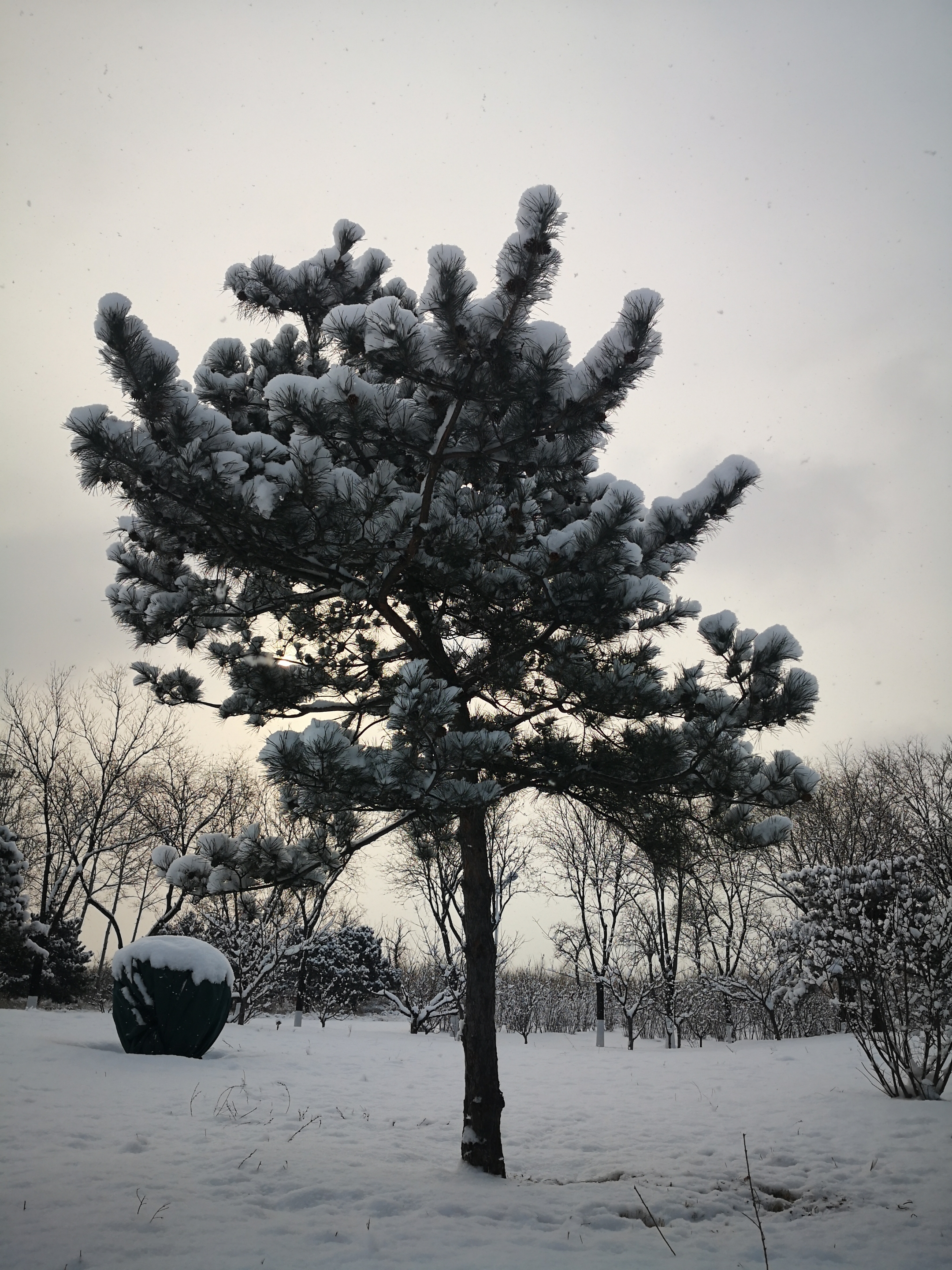 冬天里的松树图片