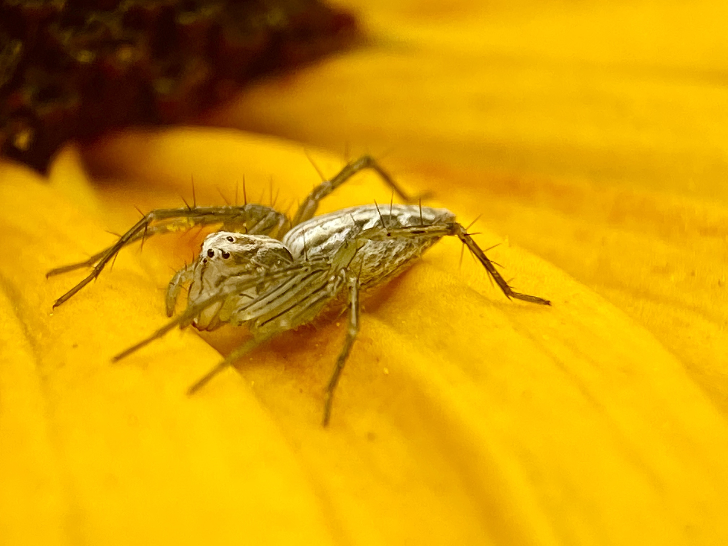 【首发】微距昆虫～拉蒂松猫蛛(四)