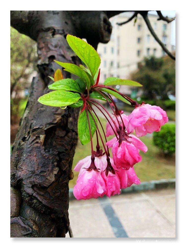 微雨海棠首发