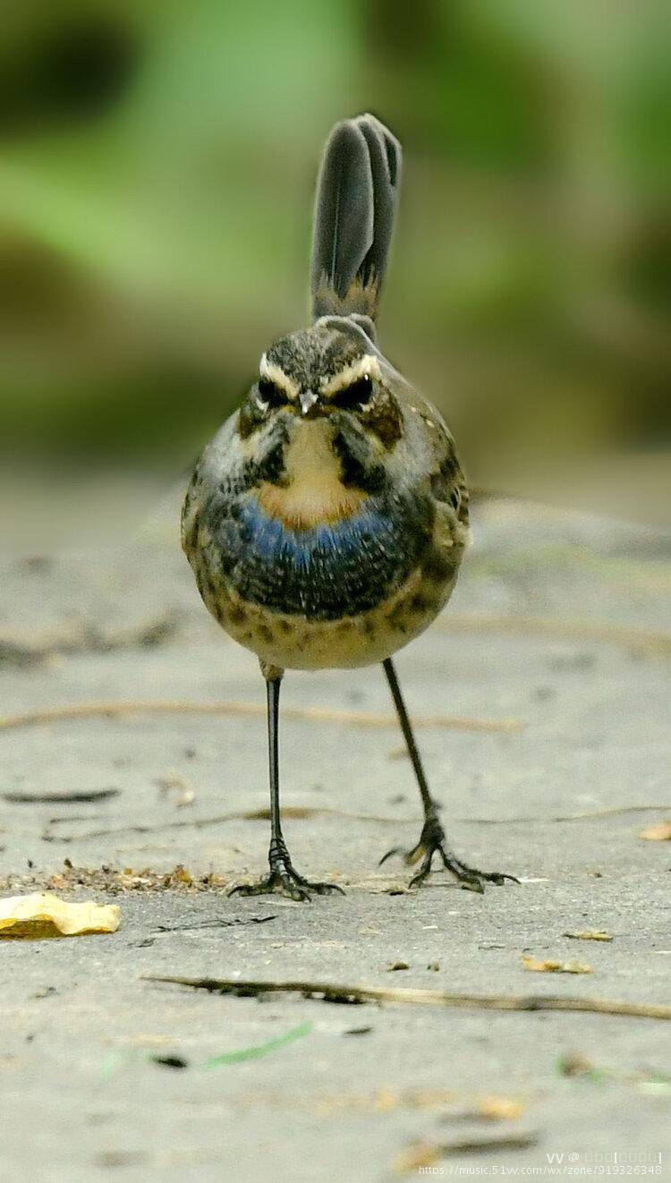 蓝喉歌鸲蓝靛颏首发