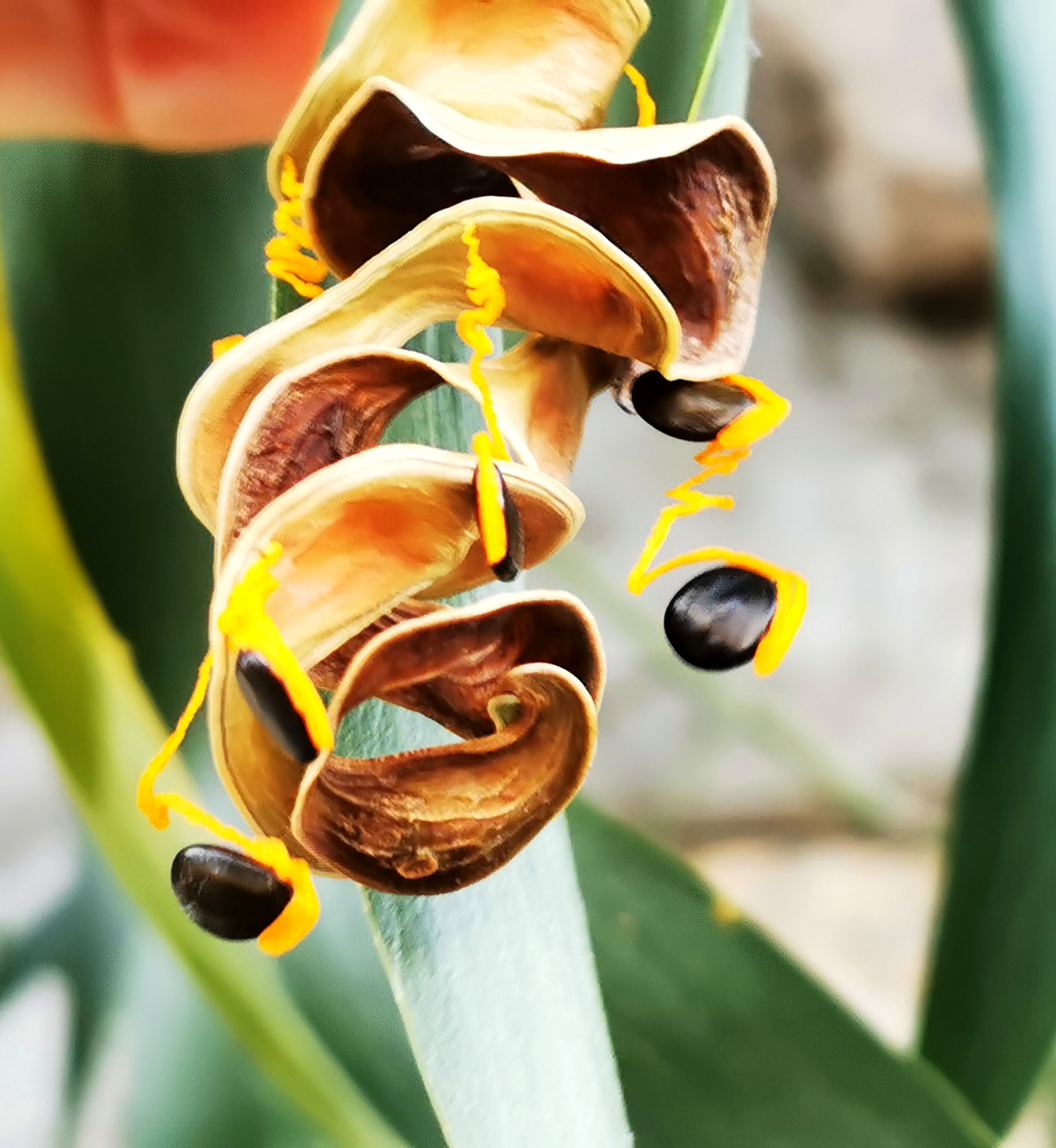 【首发】大叶相思奇异有趣的果实(一)