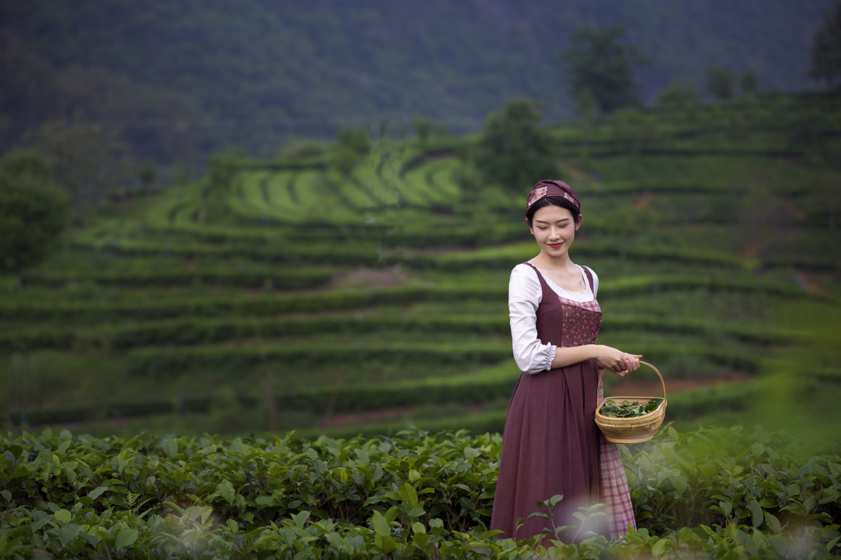 茶山姑娘