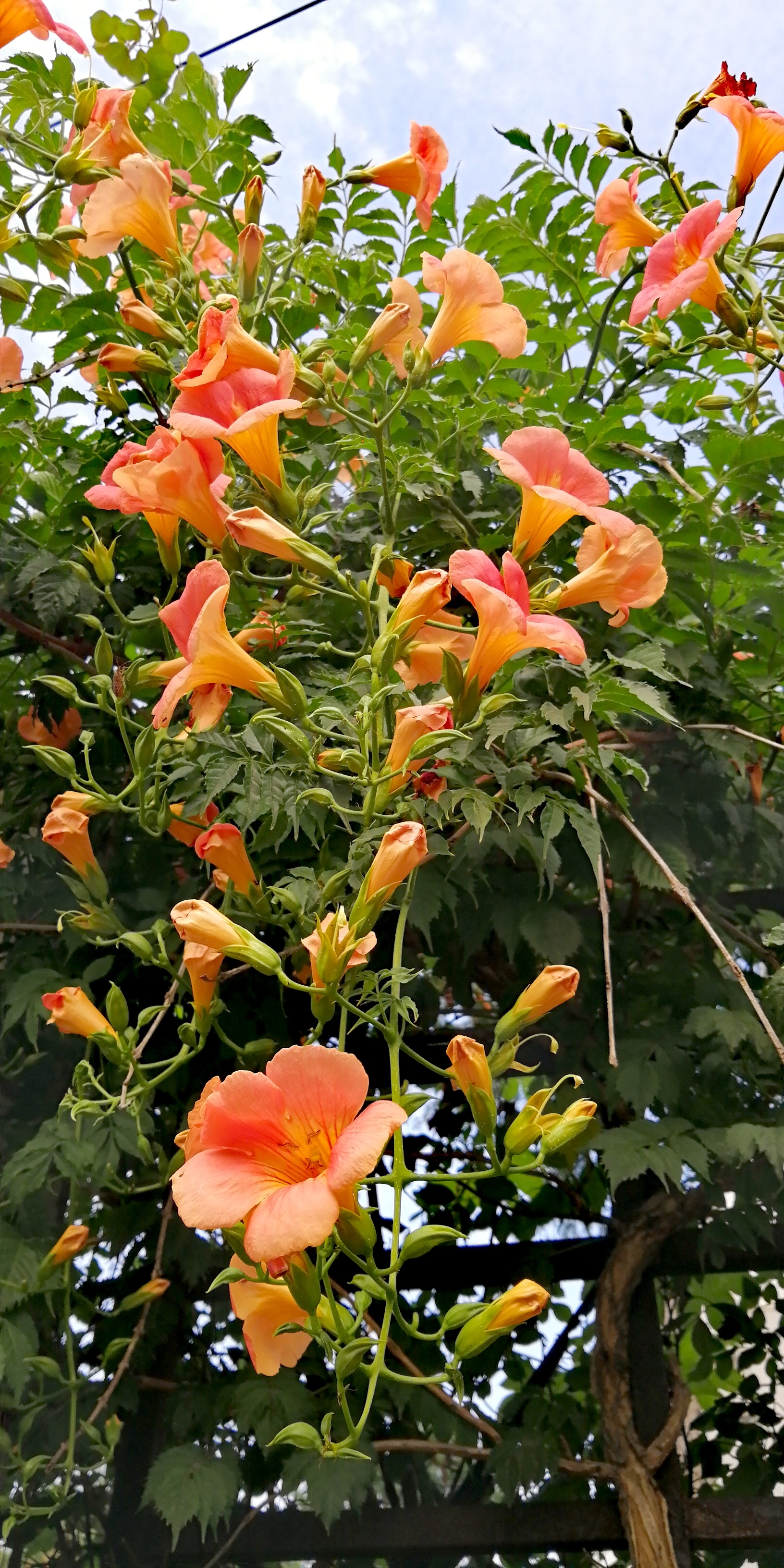 彤蕊有时承雨露,苍藤无赖拂云烟. 艳欹偷醉斜阳里,体弱愁缠立石颠.