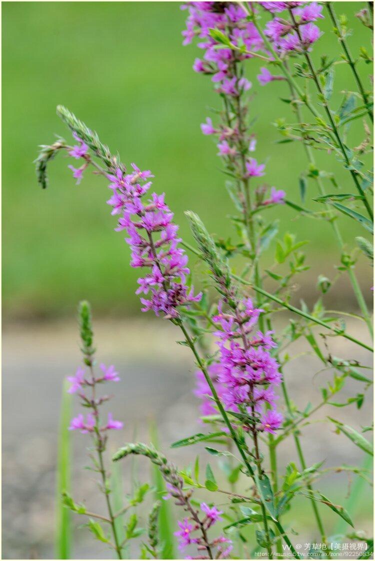 千屈菜的花语:孤独.