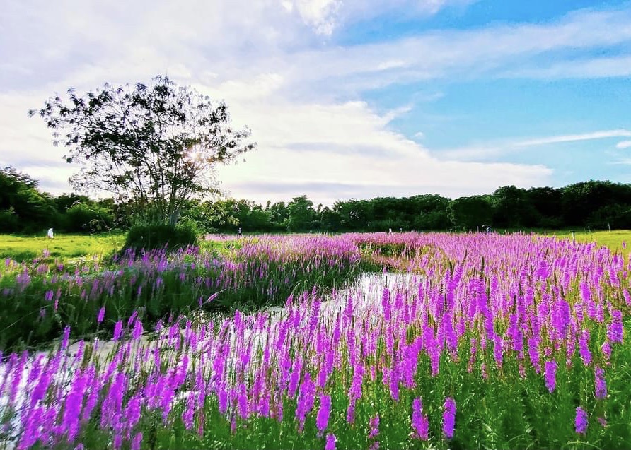 千屈菜花海盛开