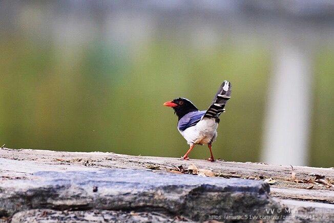 首发长尾巴鸟红嘴1