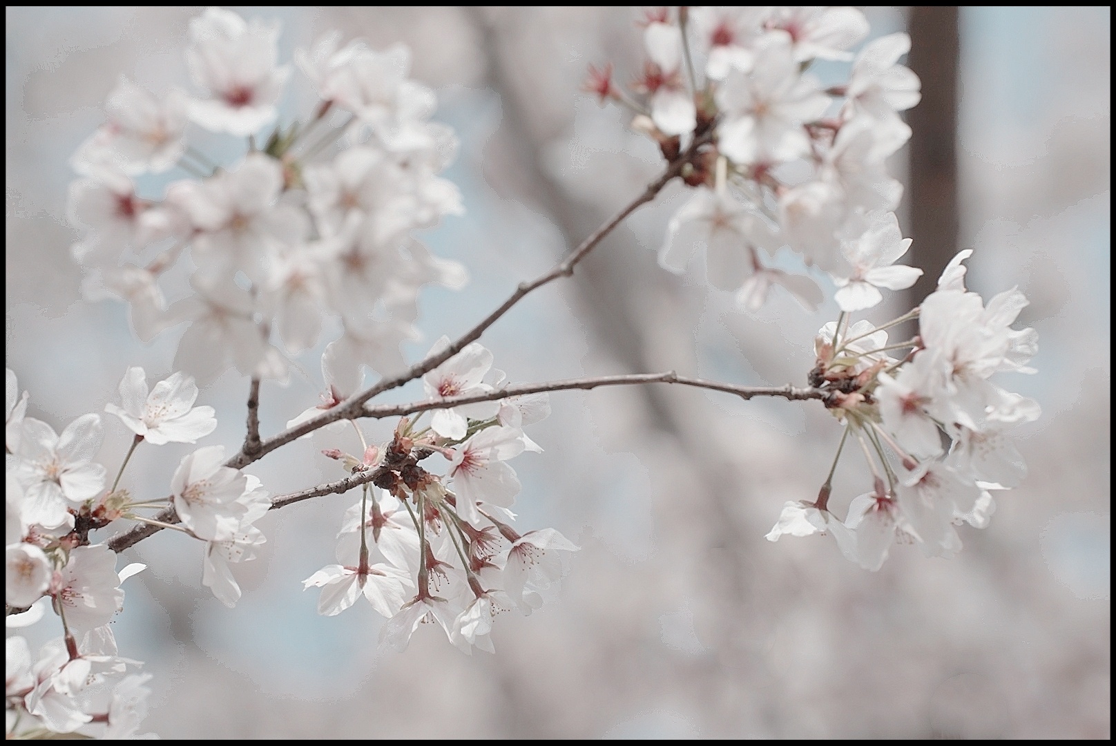 樱花雪