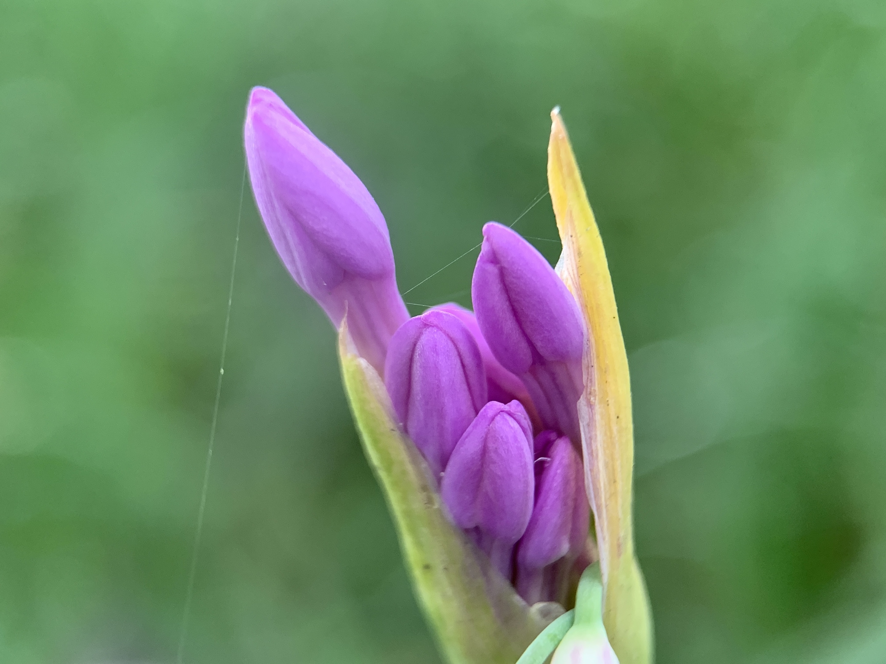 紫娇花叶丛翠绿,花朵俏丽,花期特别长,而且多在夏天中开放,可以