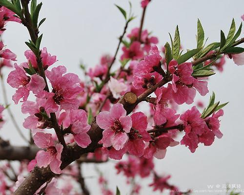 桃花远看像什么图片