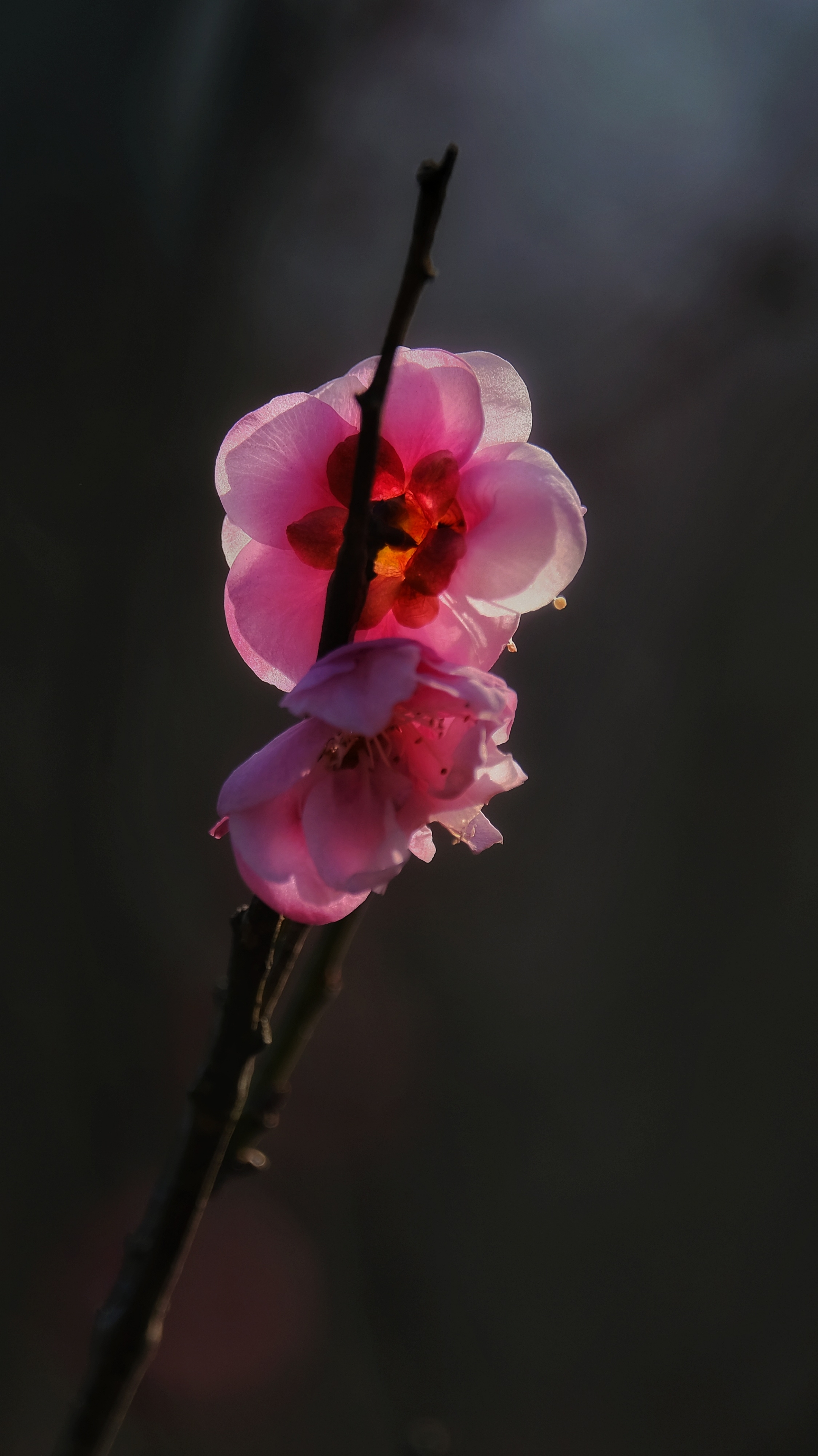 梅花在我国有着悠久的历史,由于它的开花季节会经历冰雪风霜,花形