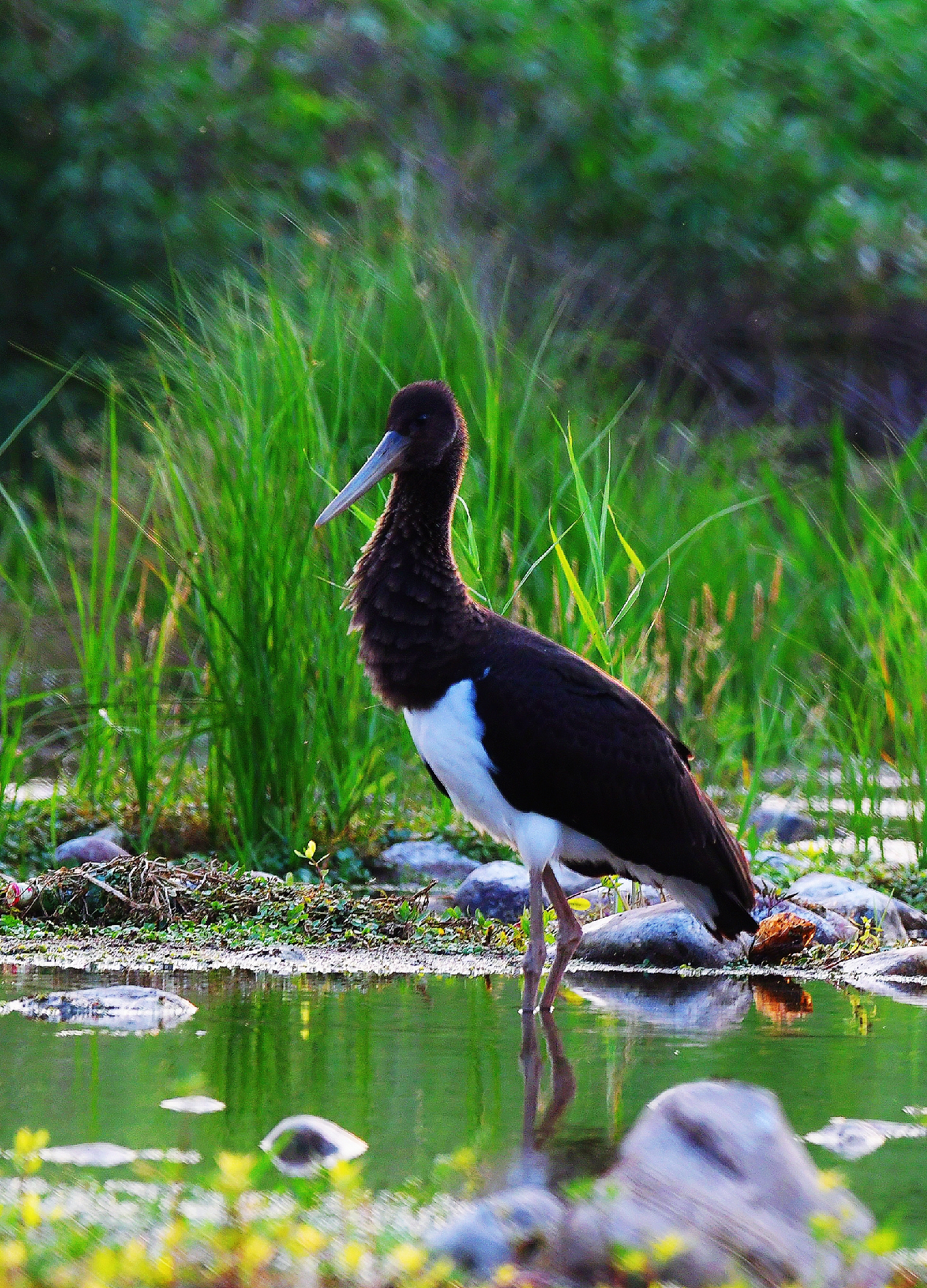 河滩上的黑鹳(首发原创)