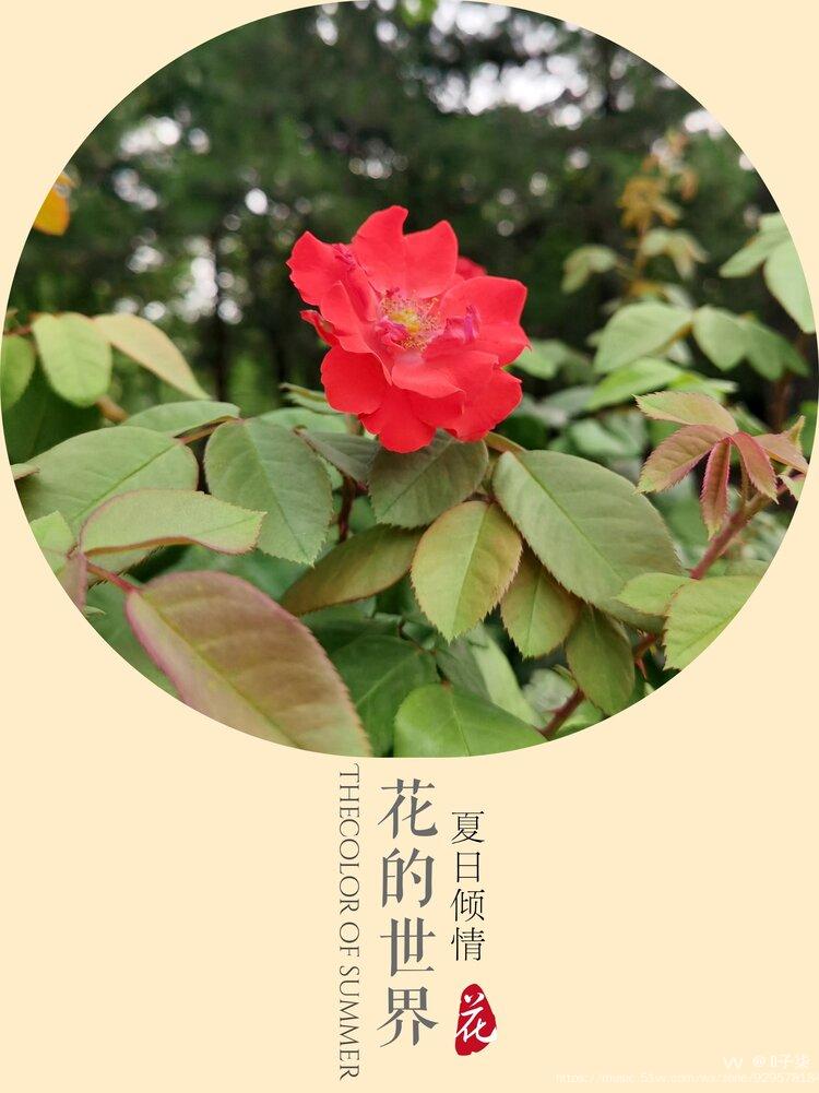 花中皇后红月季原创首发