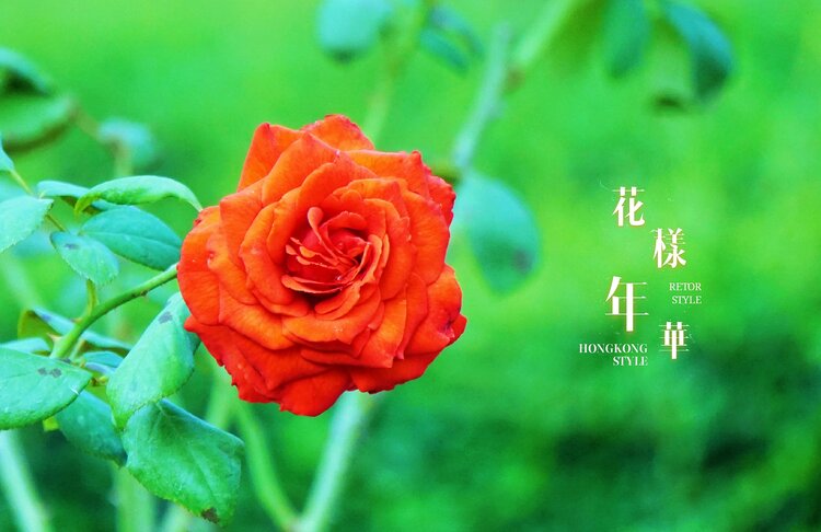 姹紫嫣红月季花vv首发