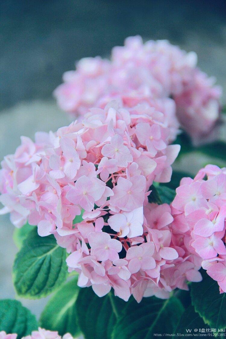 首发粉色绣球花