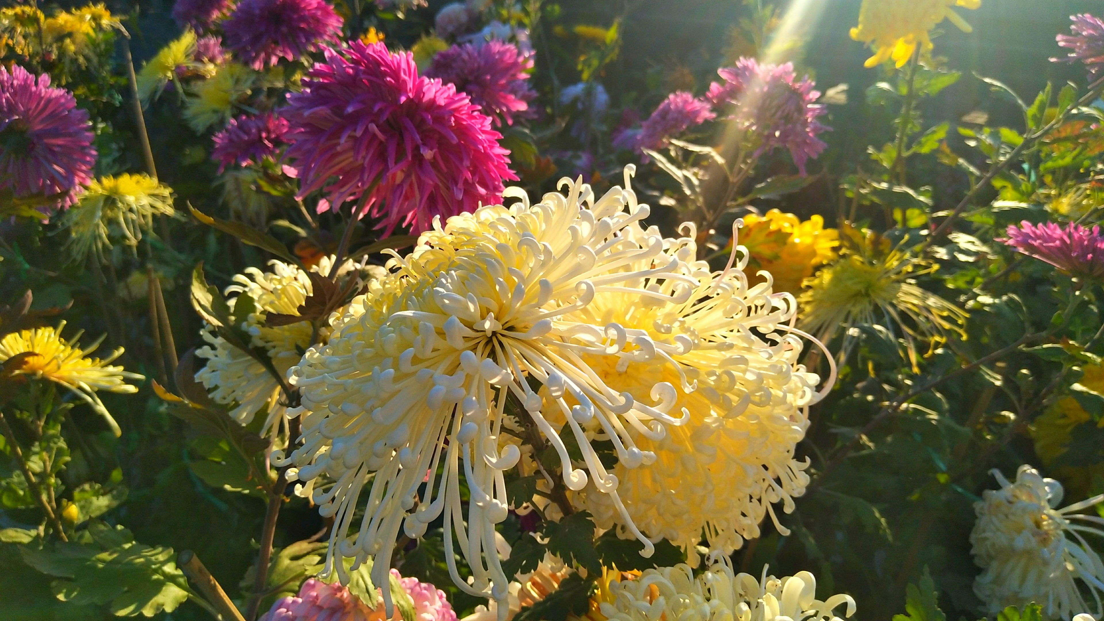 《秋菊盛开》 首发