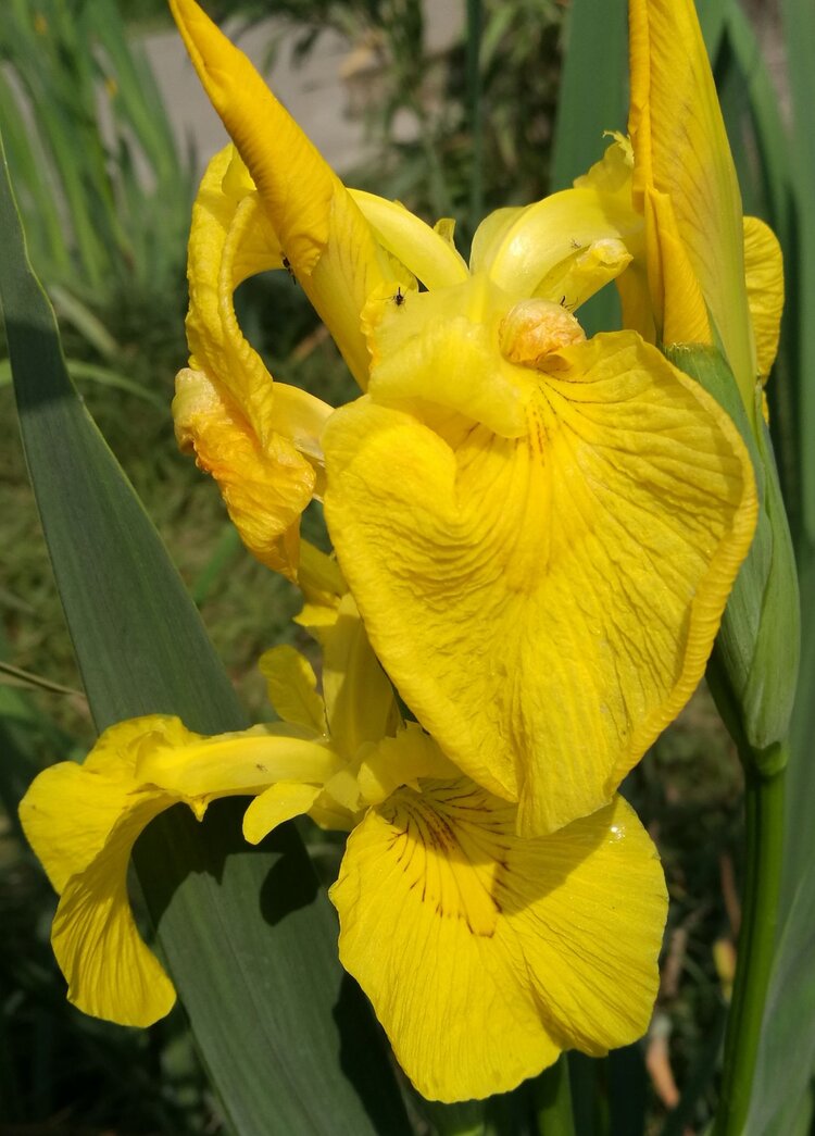 【首发】黄鸢尾花