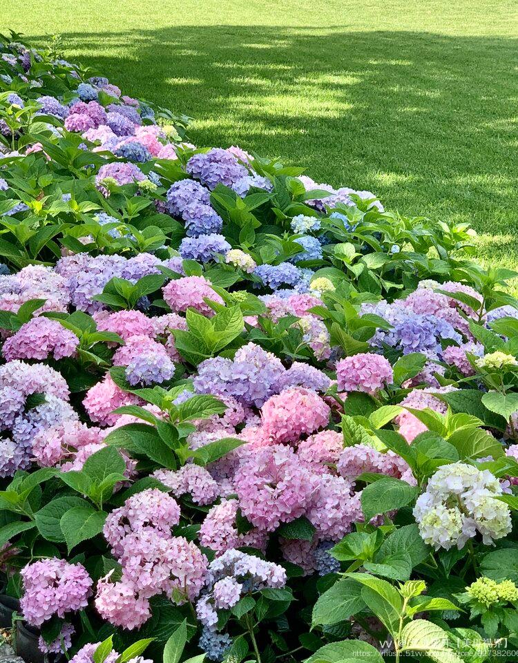 花期有尽,像夏日,也像容颜无尽夏……一枝枝绣球在心里默默的期许