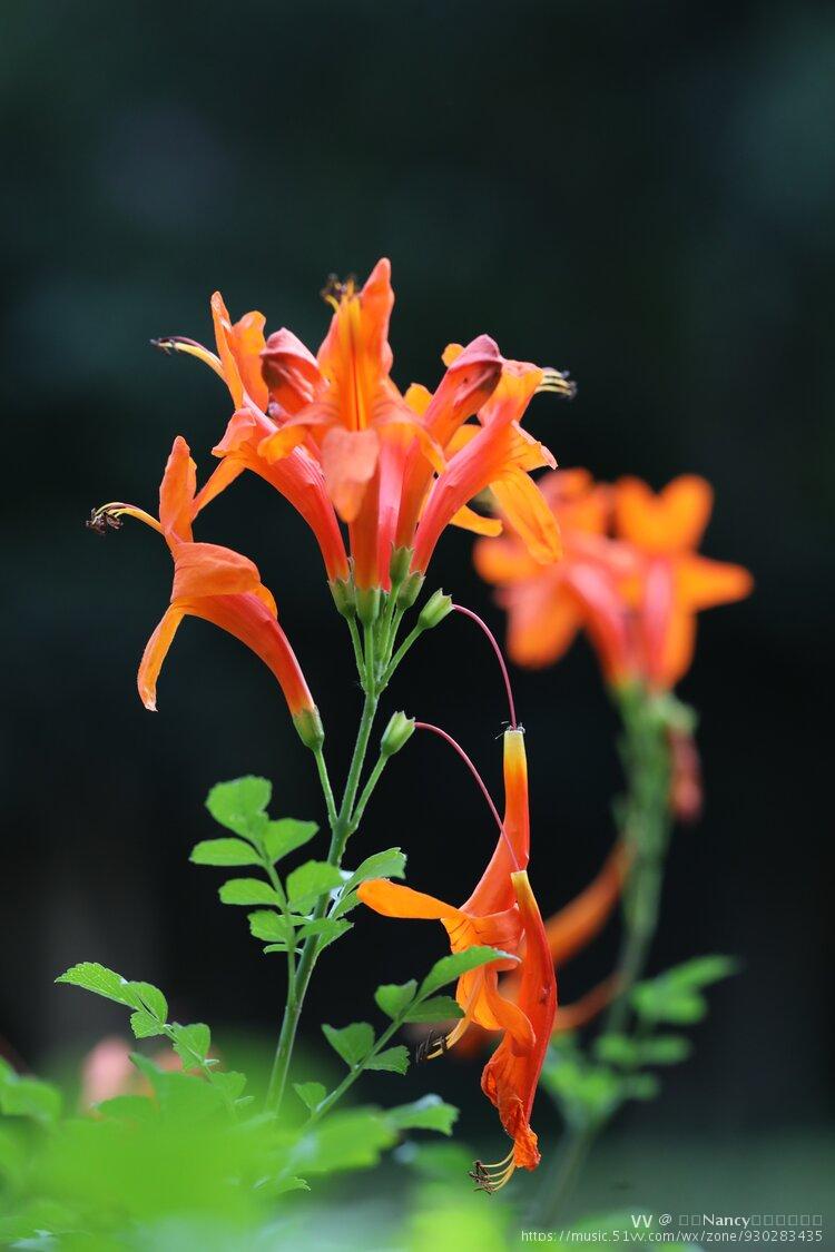 首发硬骨凌霄花