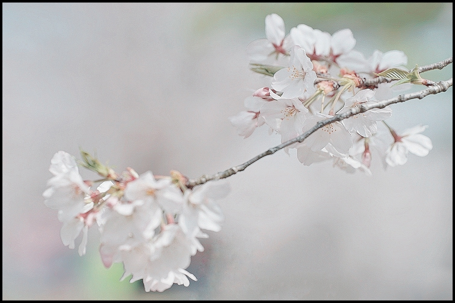 樱花雪