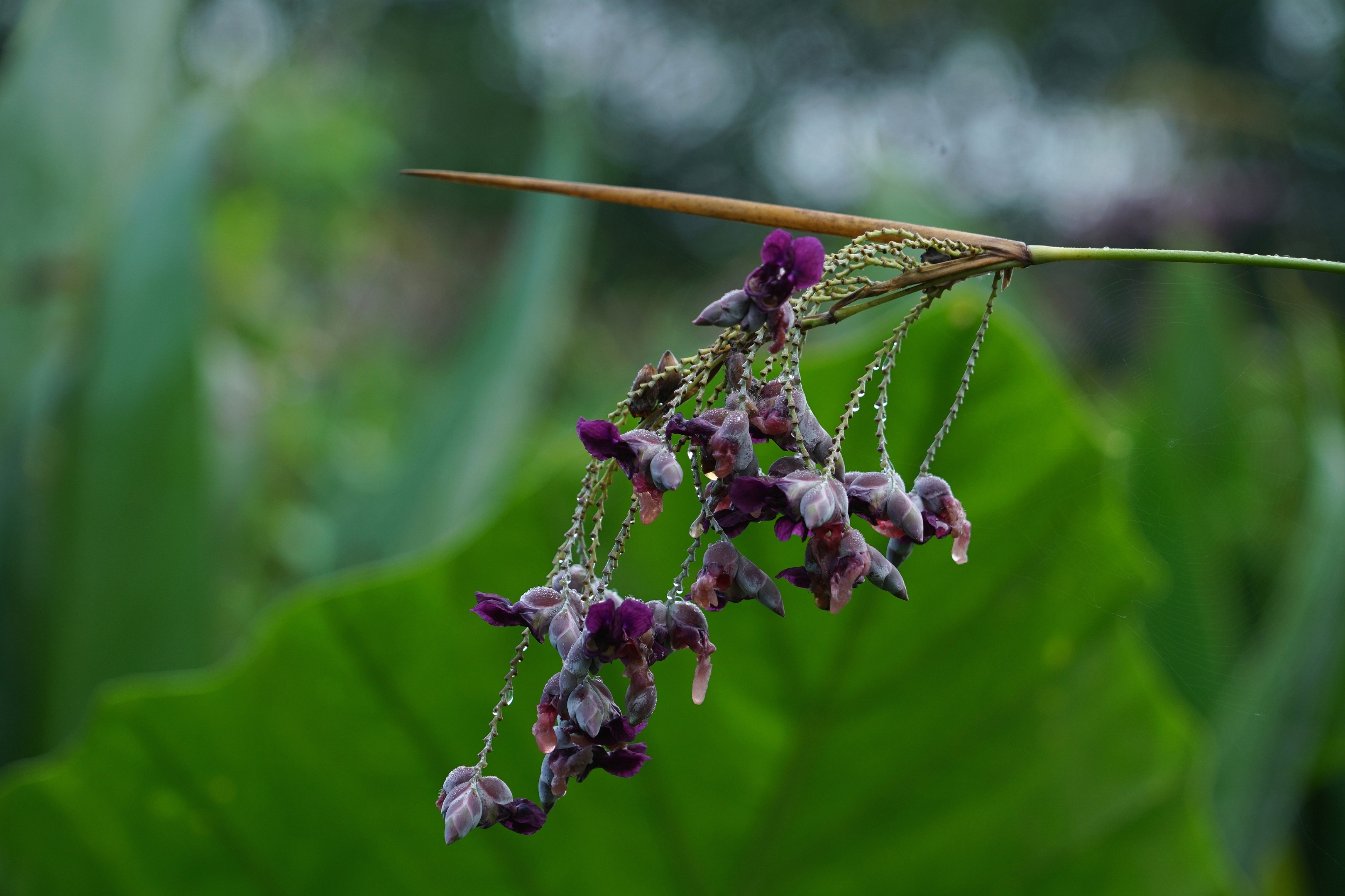 清新可人再力花