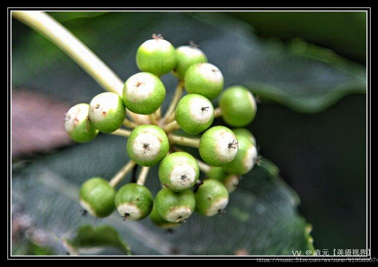 八角金盘结的果果首发