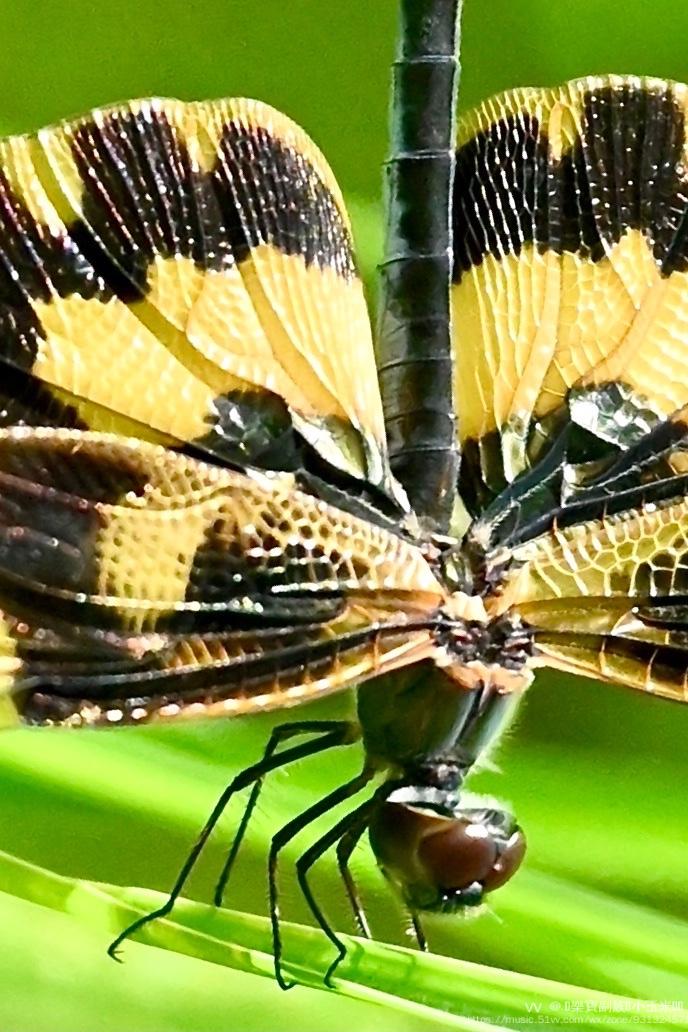 美丽的蝴蝶蜻蜓首发