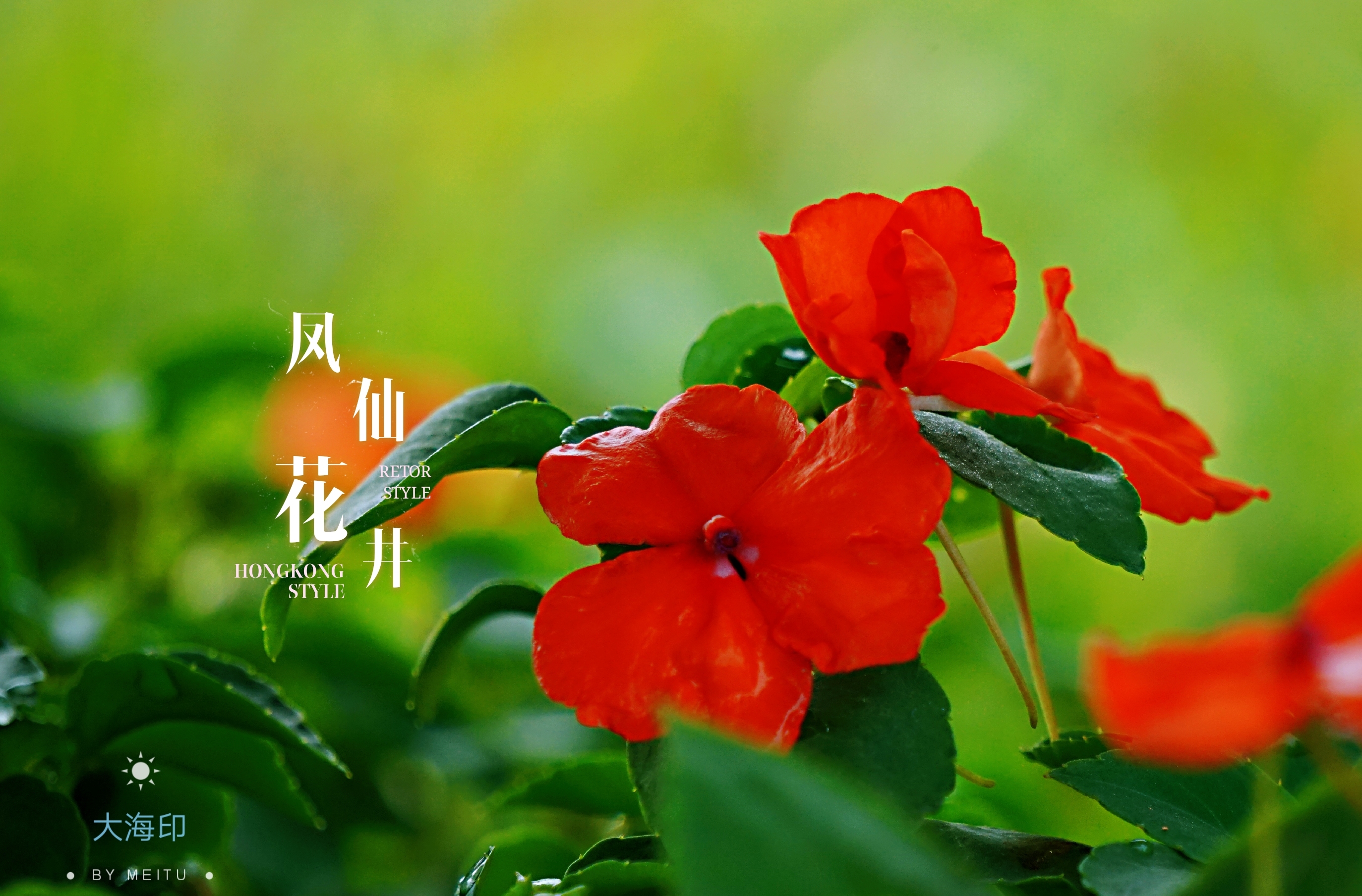 凤仙花开了(vv首发)