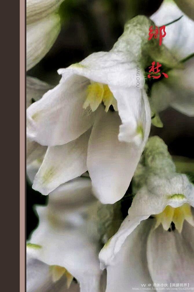 镜头里的高飞燕草vv首发