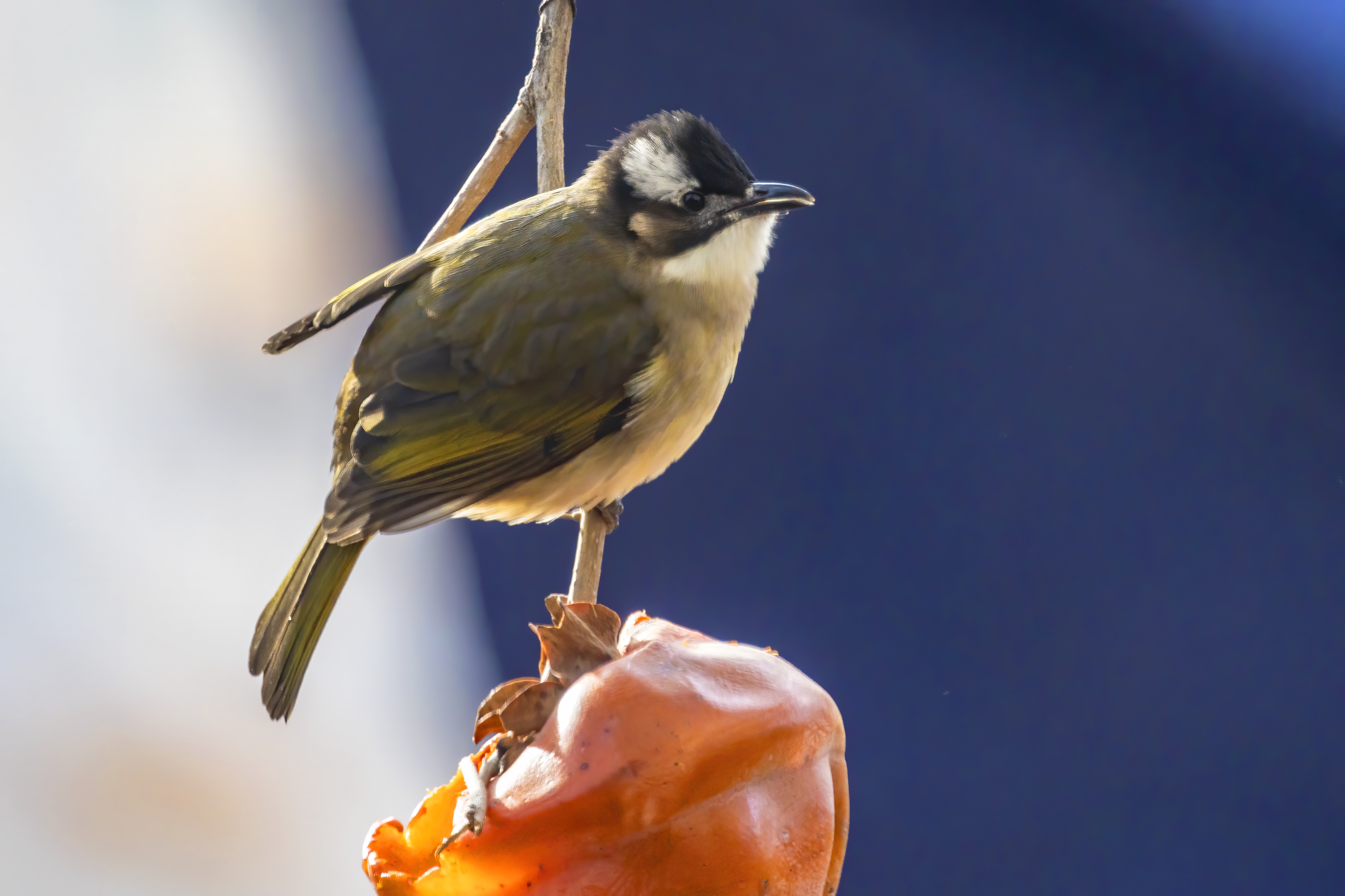 爱吃果子的白头鹎