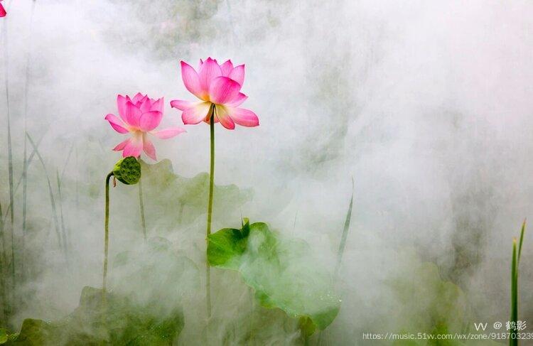 原创朗诵野荷作者沈重光的朗诵制作鹤影