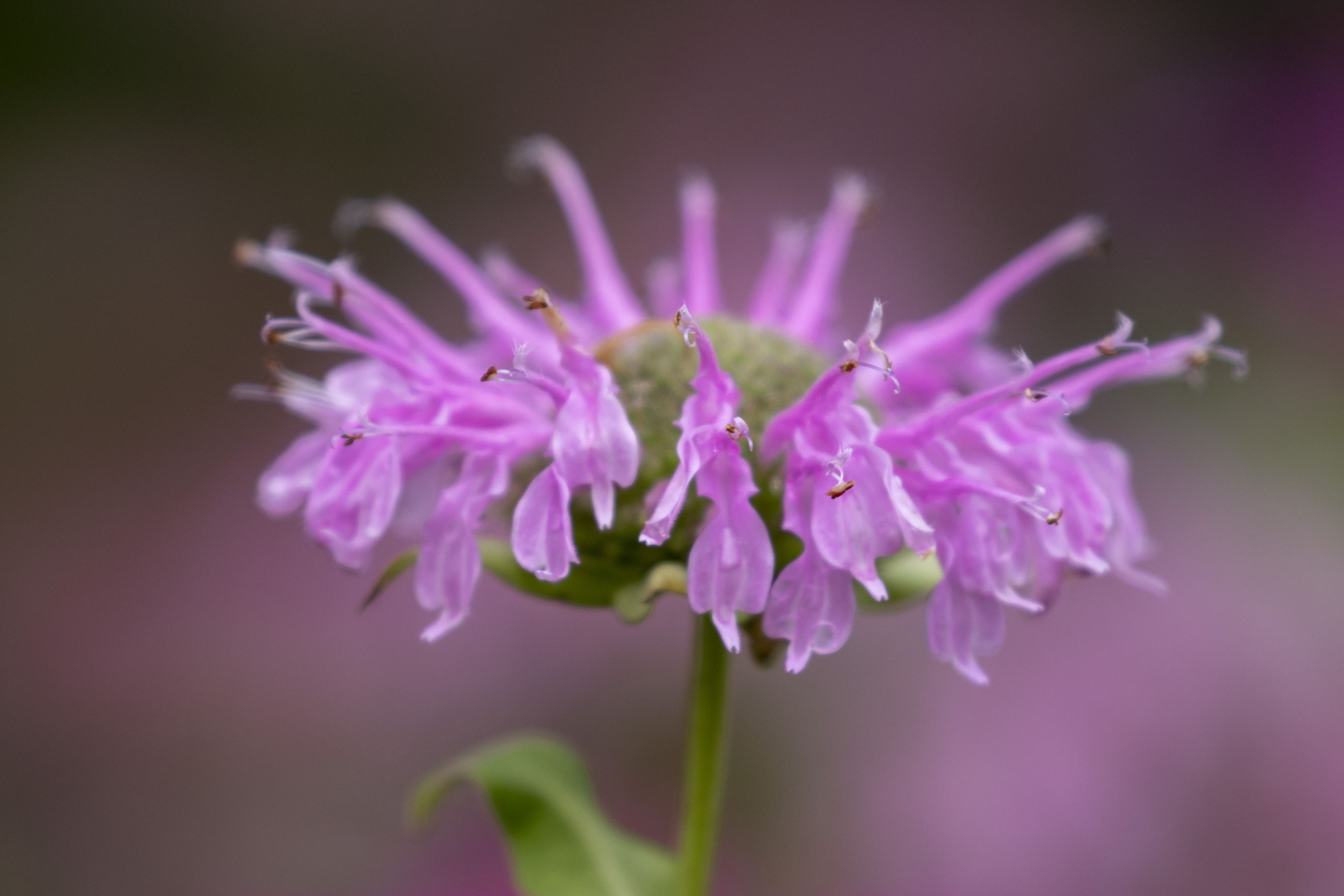 美国薄荷【vv首发】