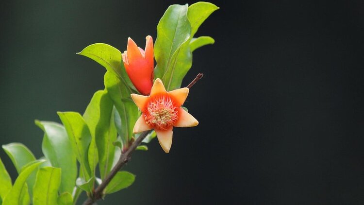 初夏榴花紅首發