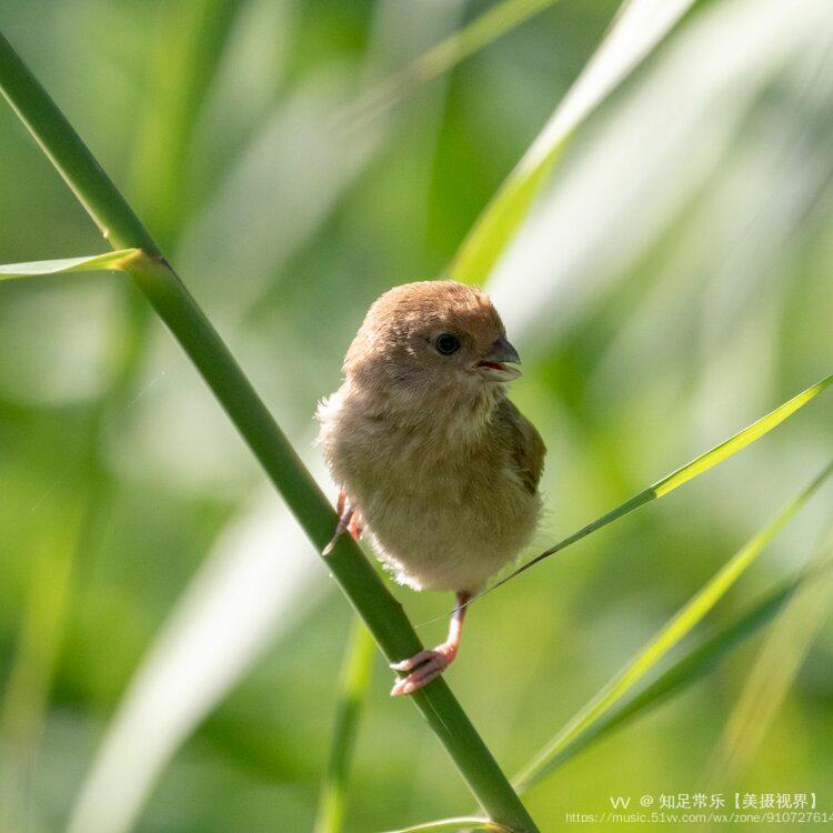 萌萌的棕头鸦雀幼鸟vv首发