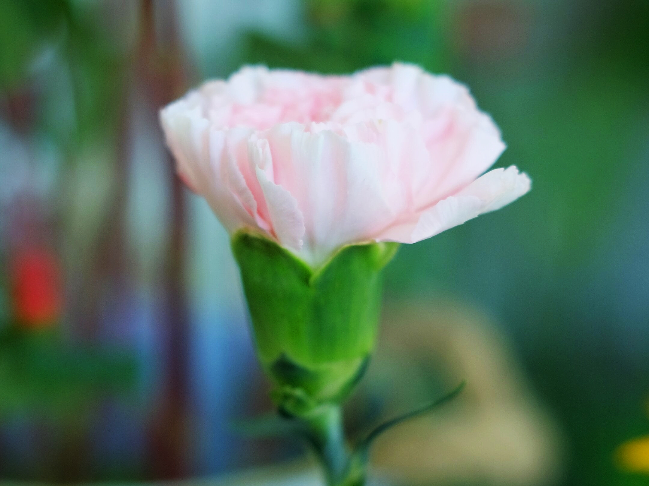 康乃馨花语代表什么(康乃馨花语代表什么老师)