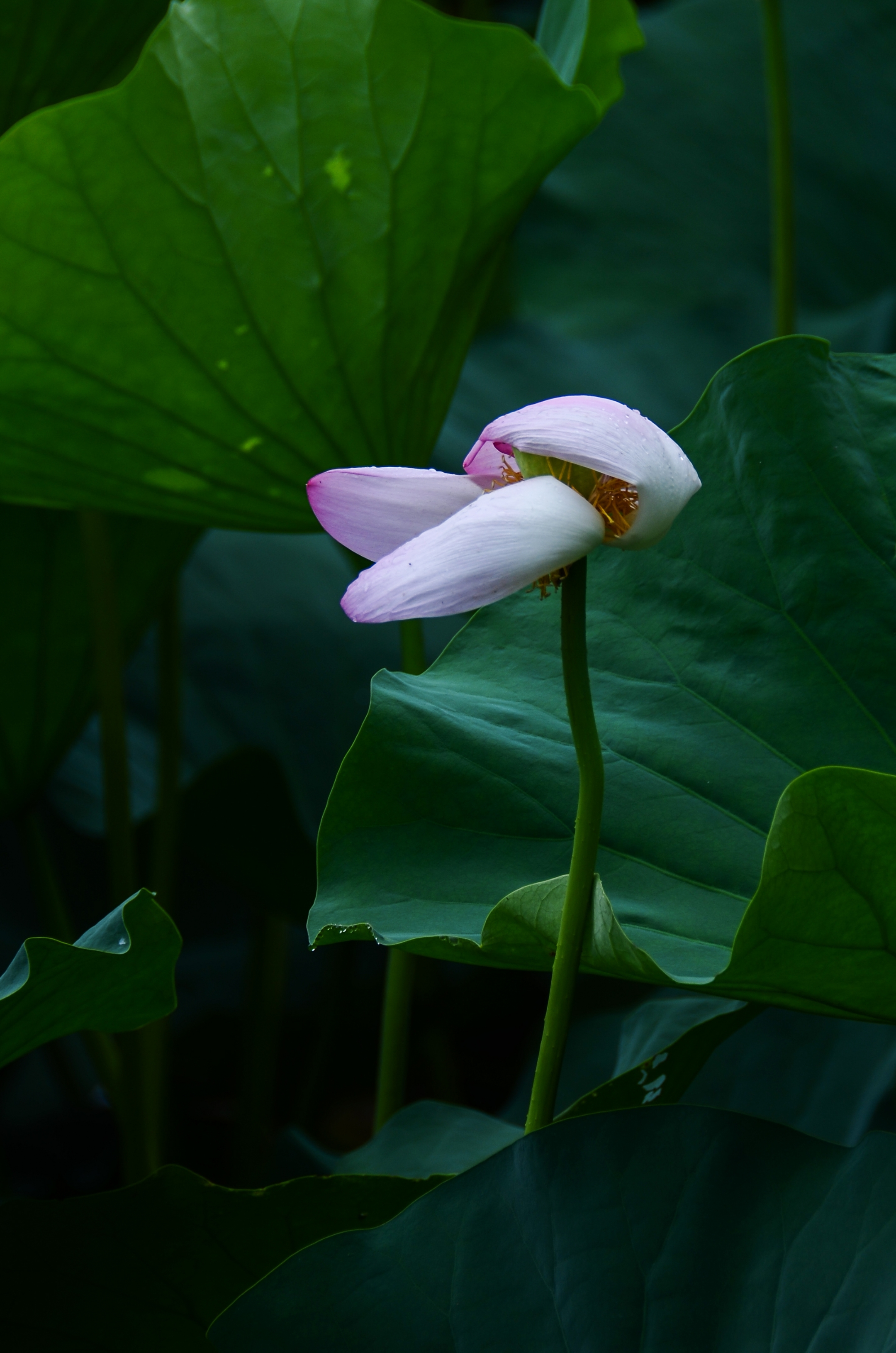 清新脱俗荷花香【首发】