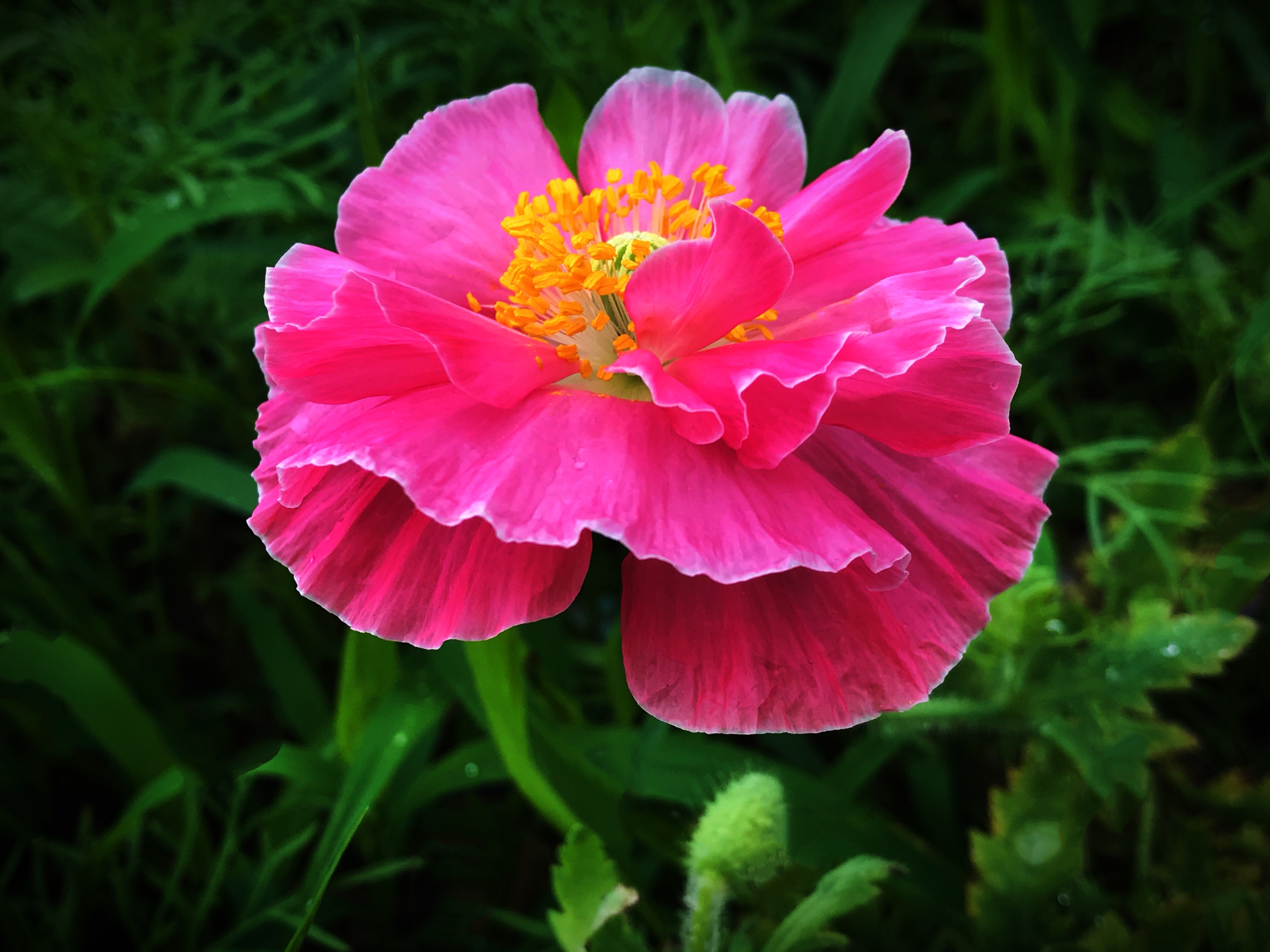 妖冶的虞美人花(2)