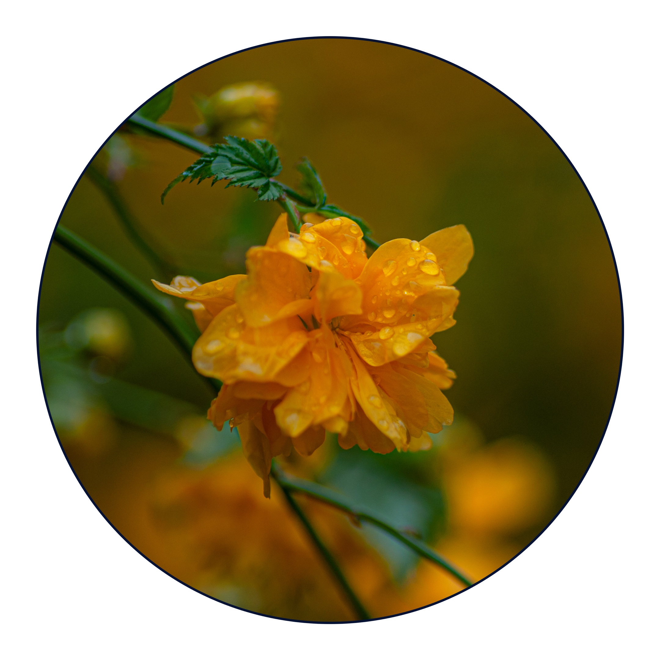 一-高士谈《棣棠花》 棣棠花的花语是高贵 因为它的叶子像榆树叶