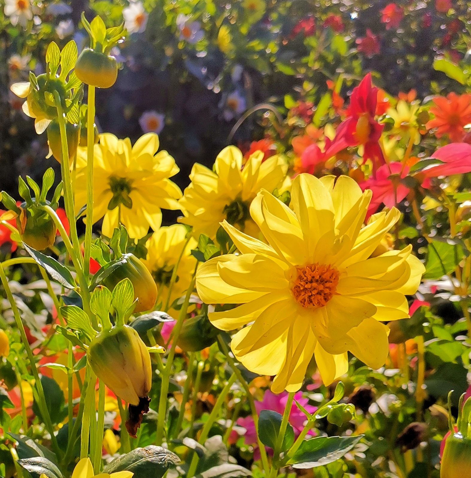 五彩缤纷小丽花