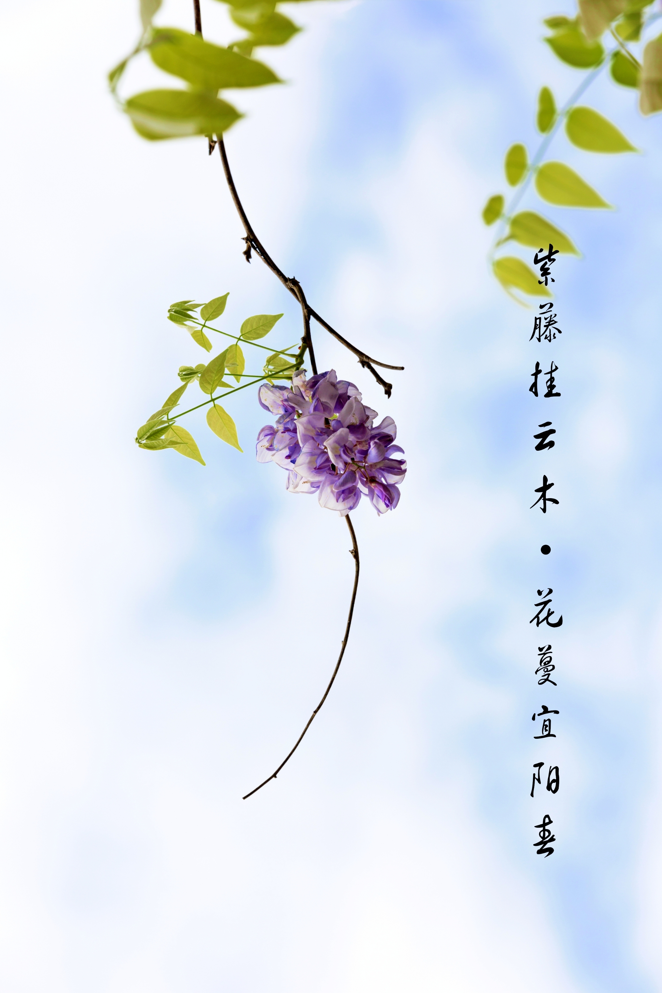 紫藤花游记图片