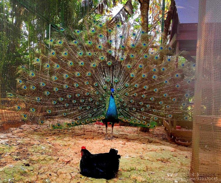 雍容大方,姿态优美,美丽端庄是一种吉祥高贵的珍禽鸟类,古称孔爵,孔鸟