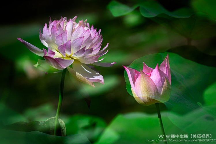 荷花出淤泥而不染,别名青莲,寓意为清廉,象征着不与世俗同流合污的廉