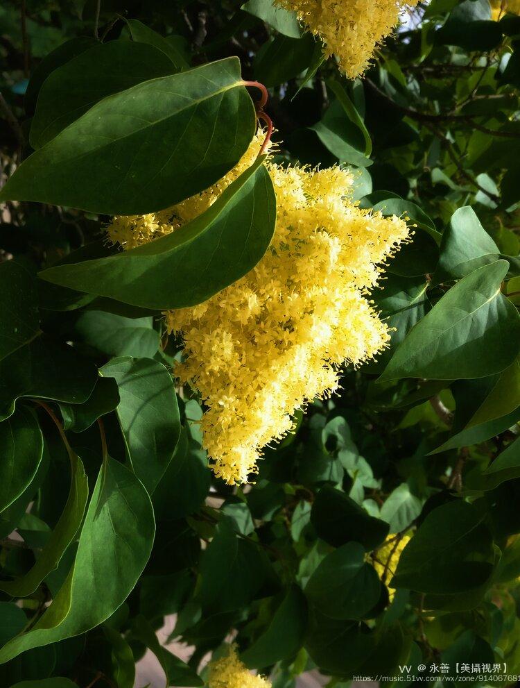 黄金丁香树图片