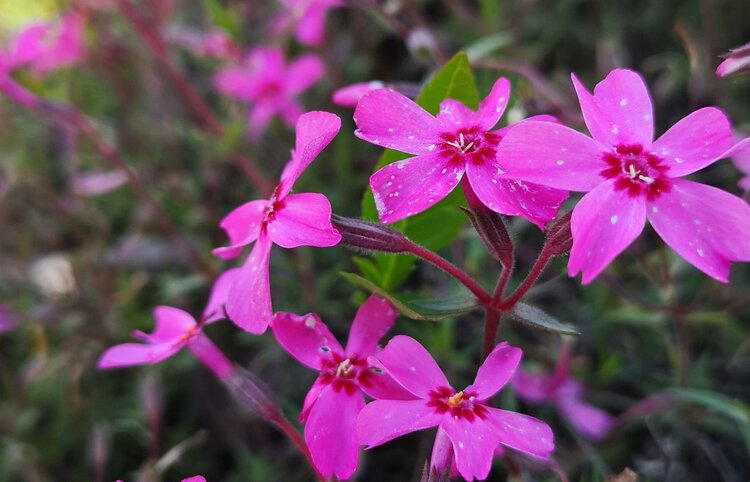 针叶天蓝绣球的花期较长,而且色泽艳丽,气味芳香.