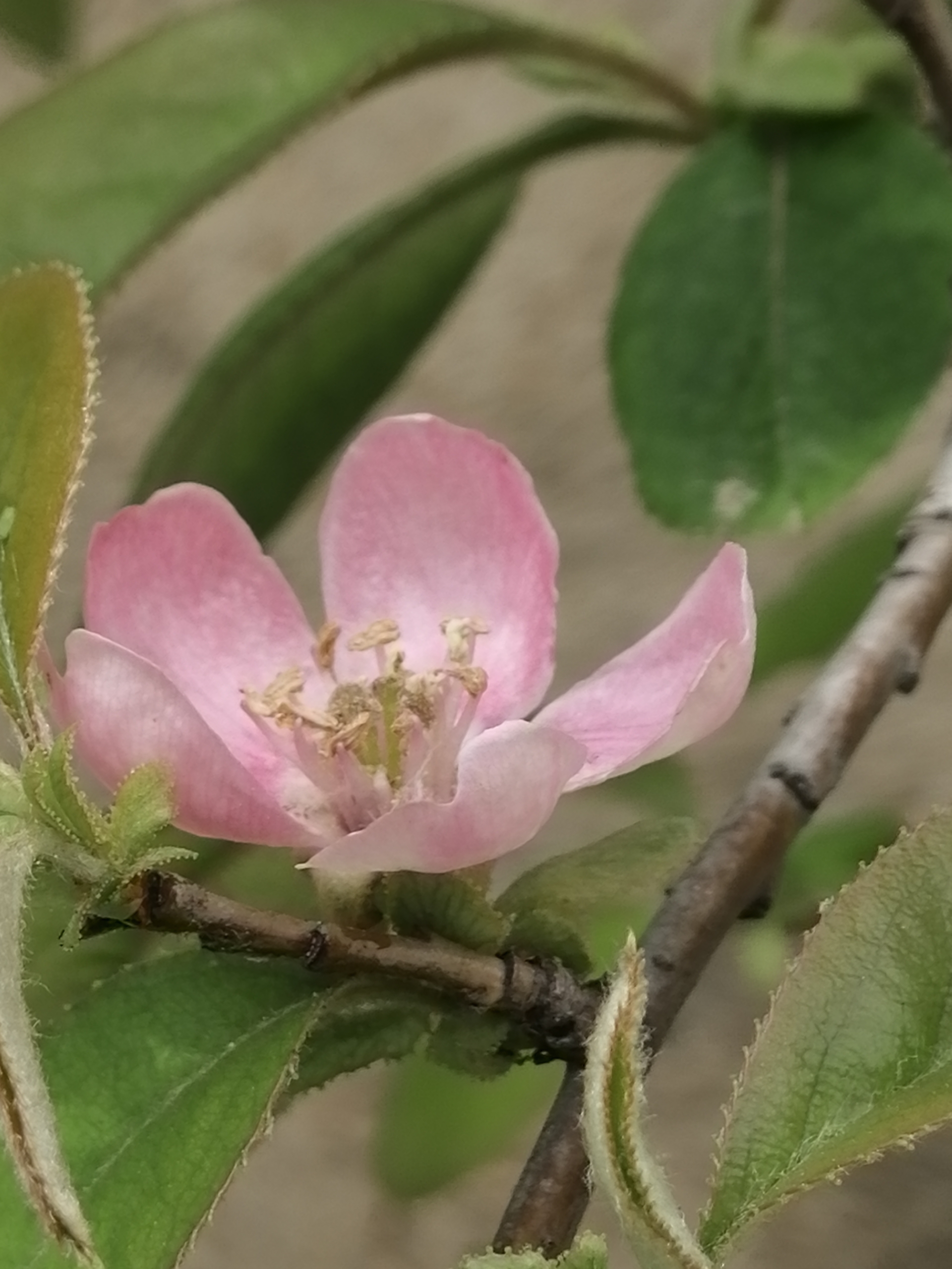 阳春三月天、昆明花盛开，在西郊遇见的酸木瓜花，都已长出了绿叶_百科TA说