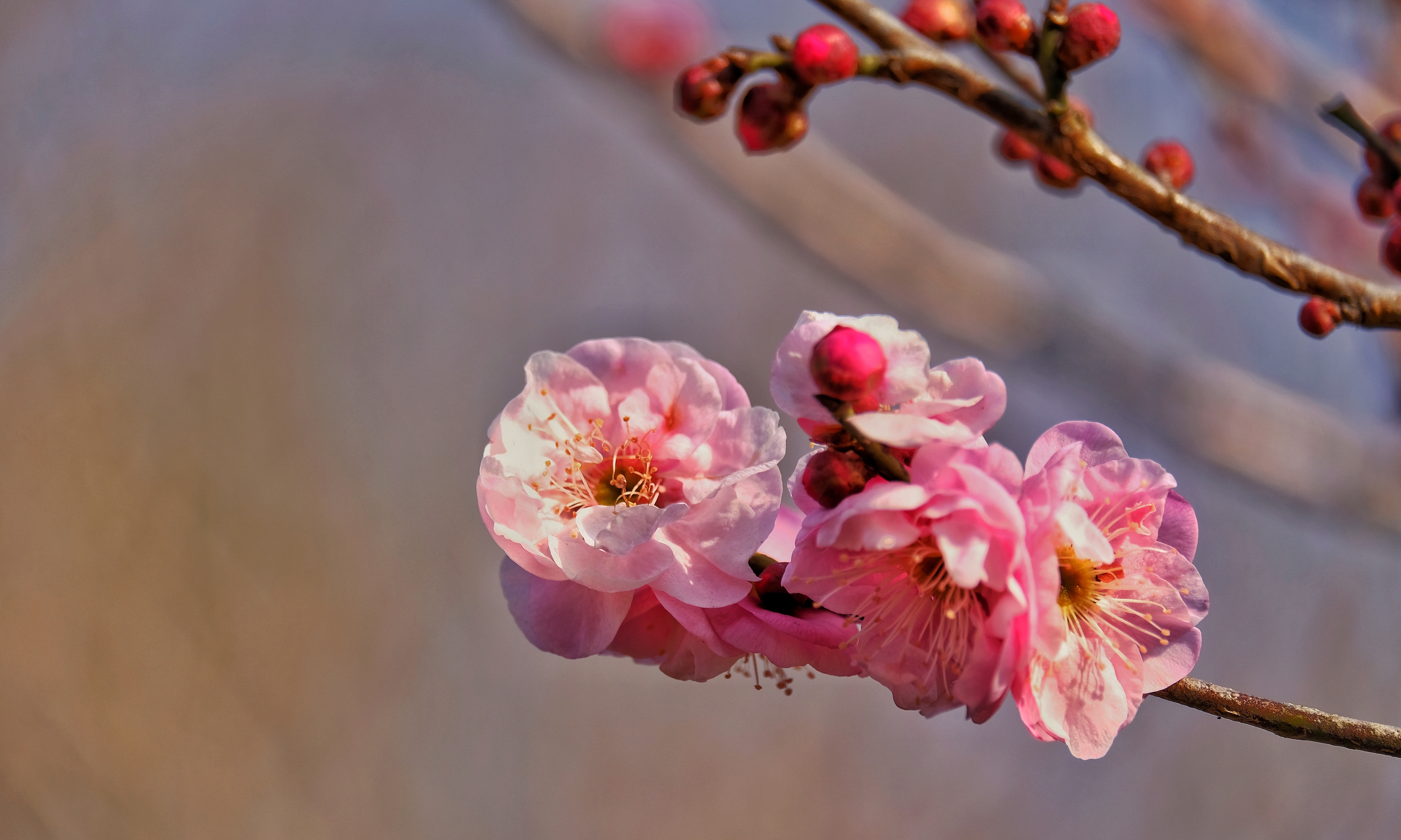 梅花在我国有着悠久的历史,由于它的开花季节会经历冰雪风霜,花形