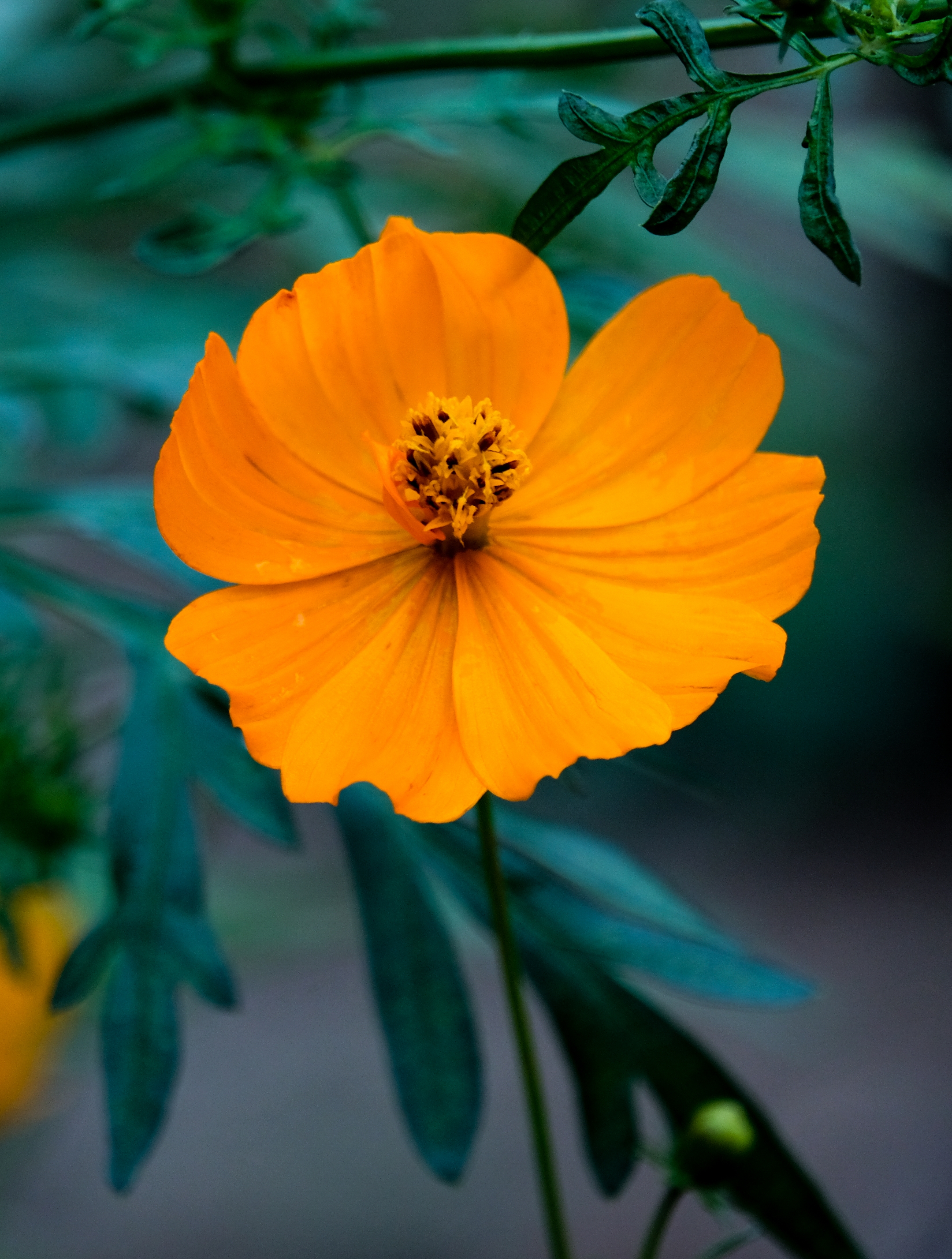 【vv首发】黄秋英