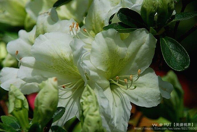 【首发】淡绿色杜鹃花