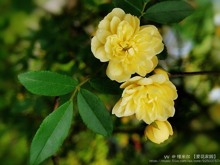 黄木香花姿优美首发